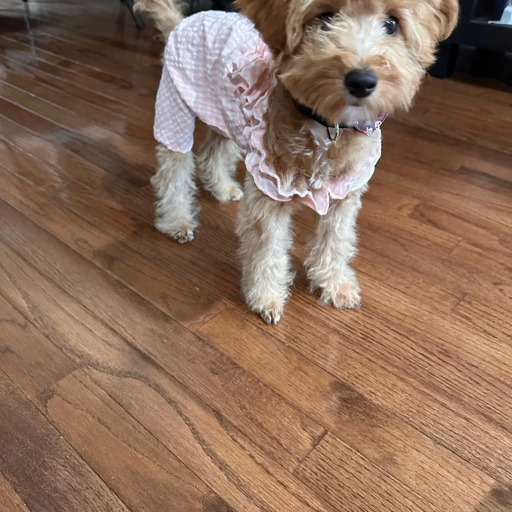Cute pet dresses
